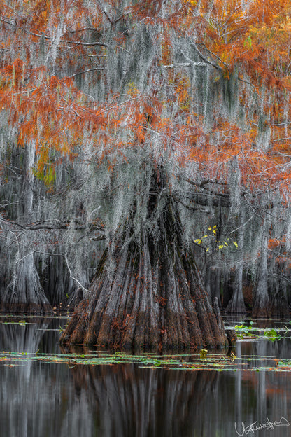 Tree with orange leaves and mossy trunk in a swamp