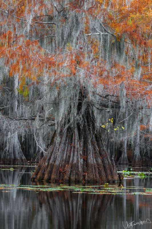 Tree with orange leaves and mossy trunk in a swamp