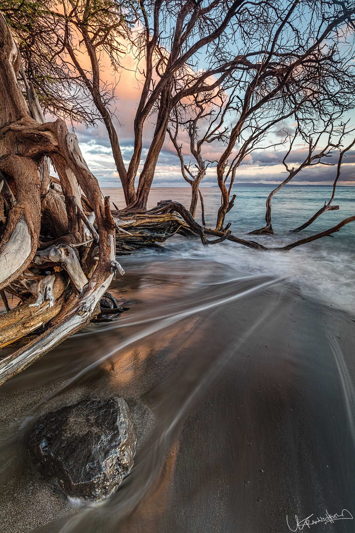Driftwood on a beach with trees and ocean in the background