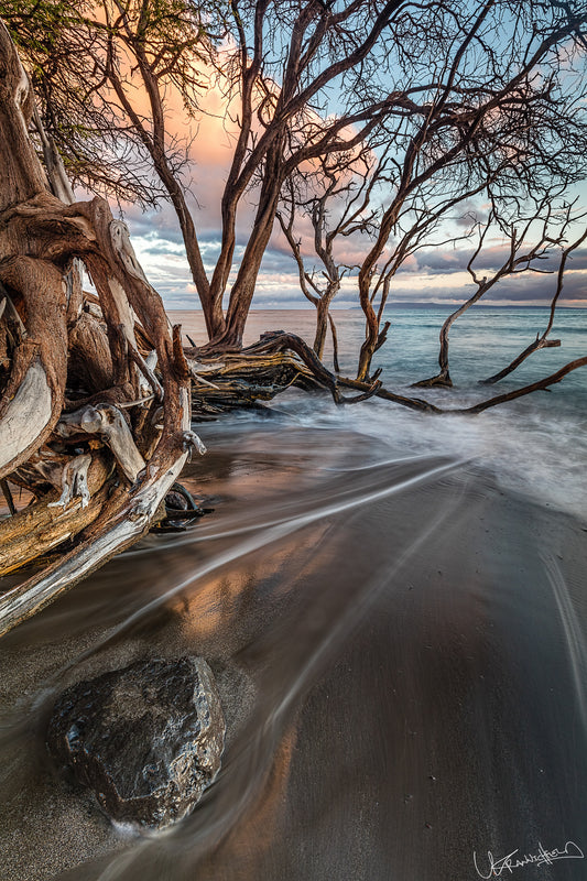 Driftwood on a beach with trees and ocean in the background