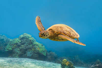 Sea turtle swimming in clear blue water with coral reefs
