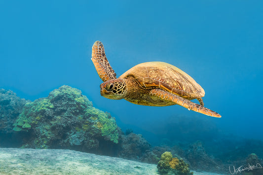 Sea turtle swimming in clear blue water with coral reefs