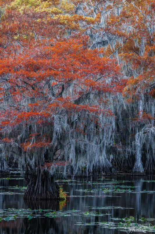 The Gradients of Fall