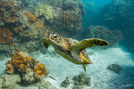 Sea turtle swimming near coral reefs underwater