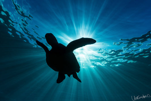 Image of a turtle in silhouette, with a sun burst behind.