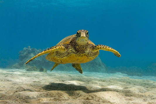 Green sea turtle swimming in clear blue water near a rocky ocean floor