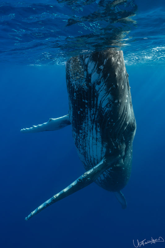Humpback Whale underwater in clear blue water