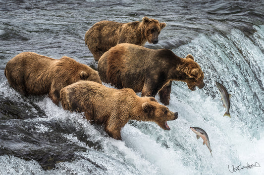 Four bears at a waterfall with fish