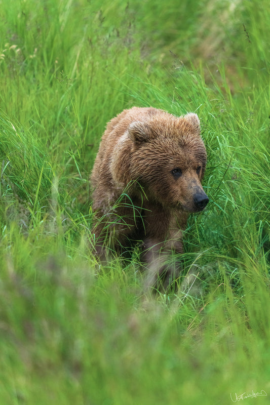 Brown bear walking through tall green grass