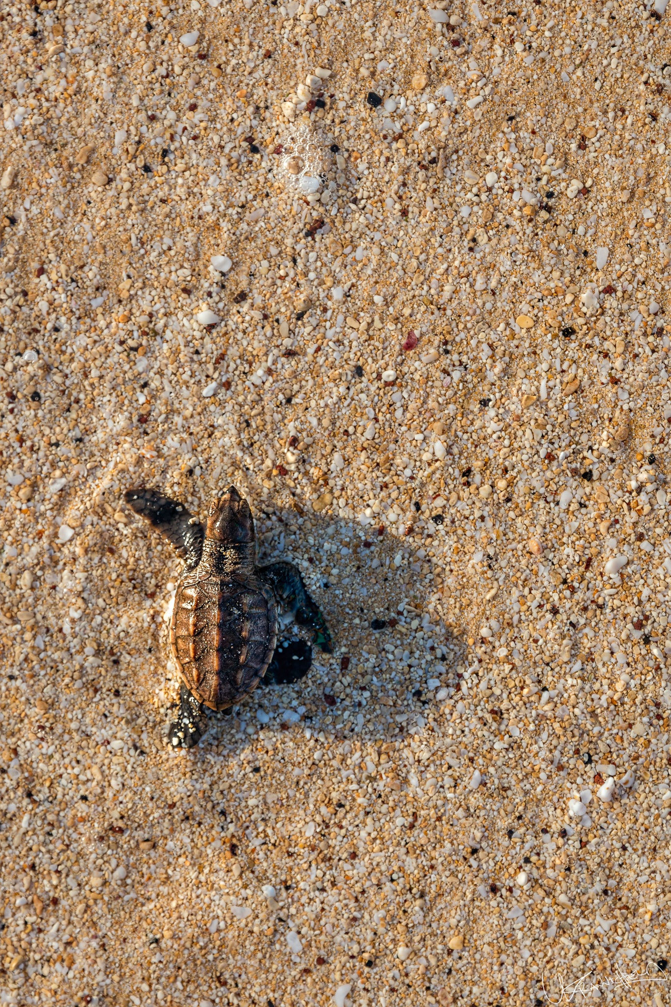 Baby turtle on sandy beach