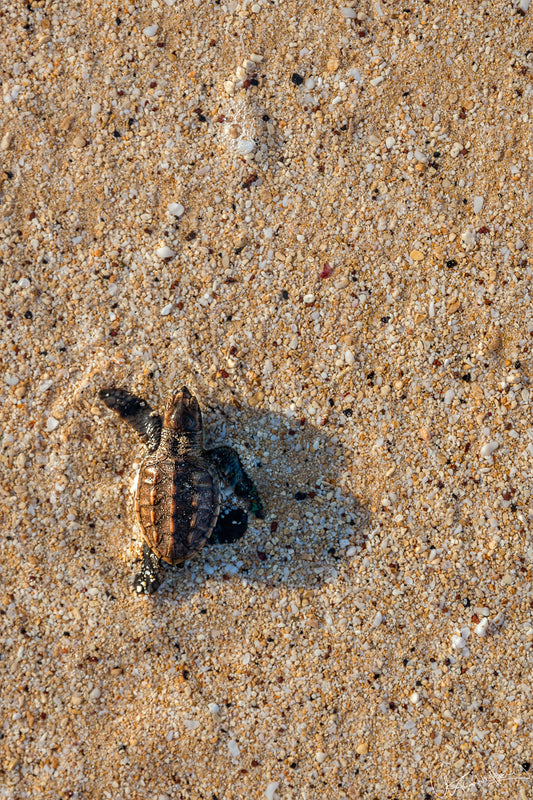 Baby turtle on sandy beach