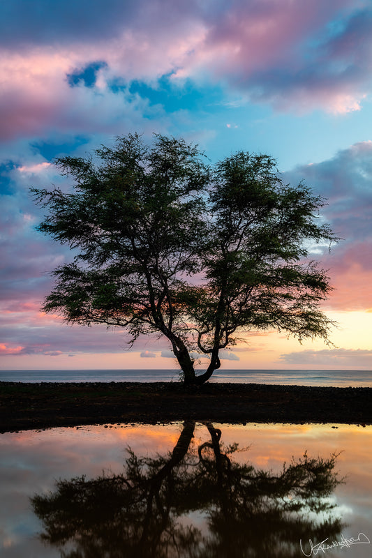 Tree reflected in water with a colorful sunset sky