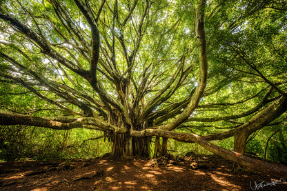 Large, ancient tree with sprawling branches in a forest setting