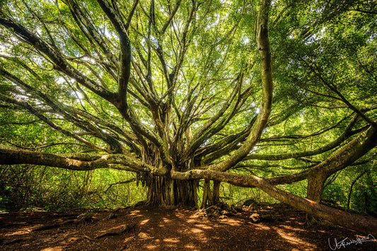 Large, ancient tree with sprawling branches in a forest setting