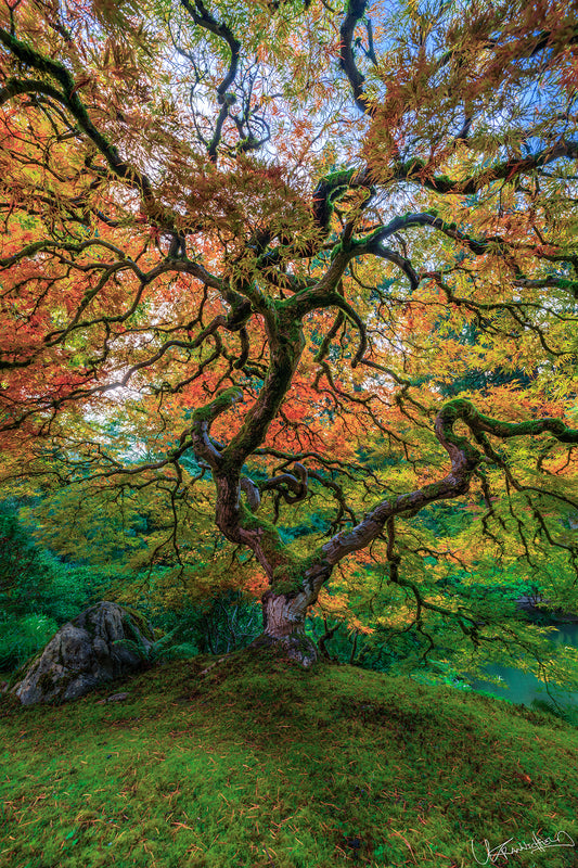 Mature tree with colorful autumn leaves in a forest setting