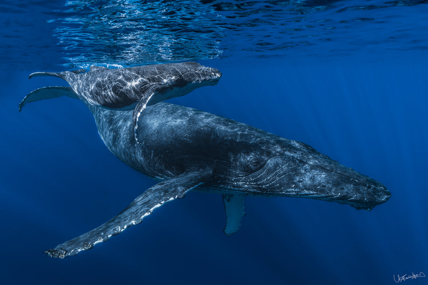 An image of a mom and calf humpback whale taken in Maui, Hawaii