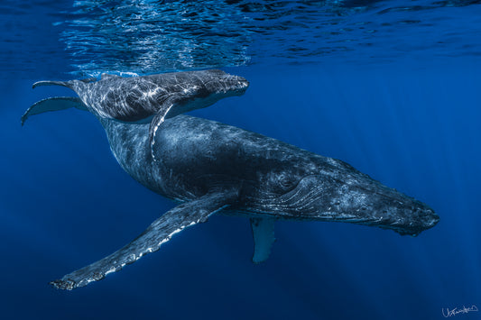 An image of a mom and calf humpback whale taken in Maui, Hawaii