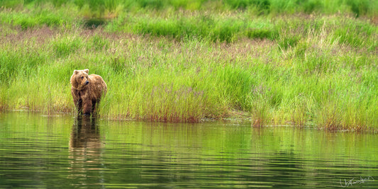 Brown bear standing in a body of water with tall grasses in the background
