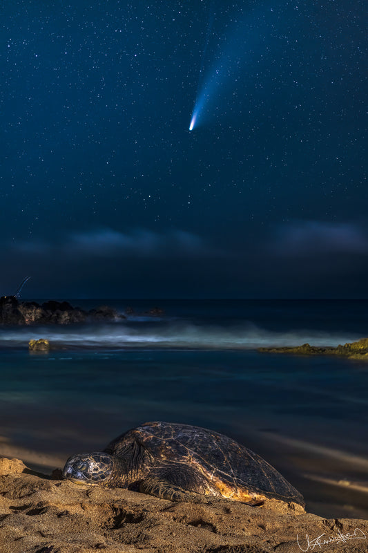 Honu on a beach at night with a comet visible in the sky