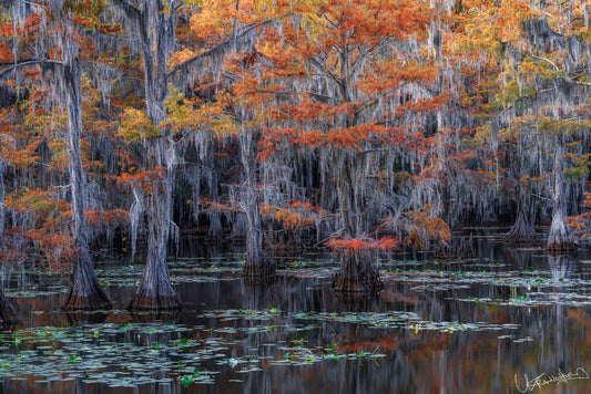 Paradise in  Texas