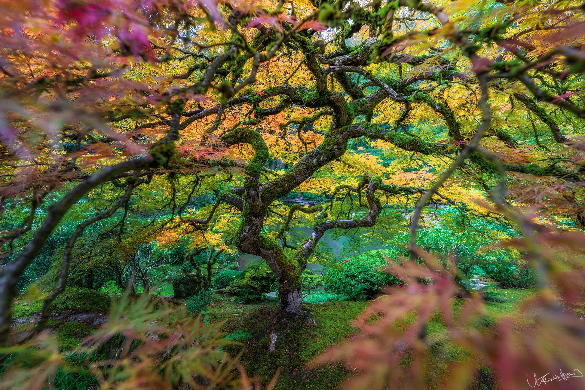 Colorful tree with autumn foliage in a garden setting