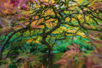 Colorful tree with autumn foliage in a garden setting