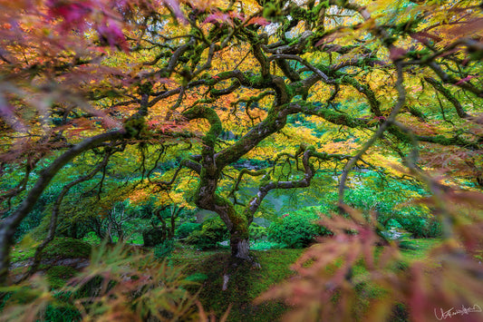 Colorful tree with autumn foliage in a garden setting