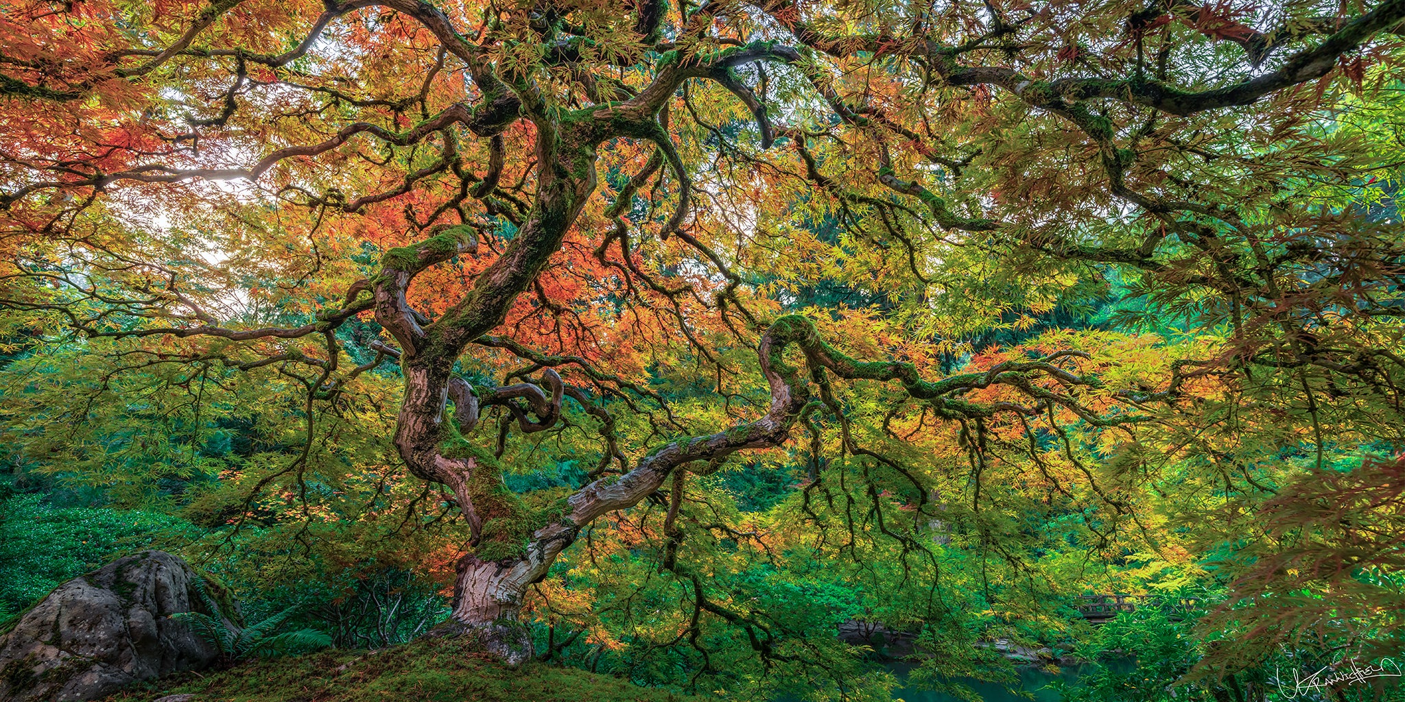 Phoenix - Japanese Maple in fall color | Portland, Oregon – Lyle ...