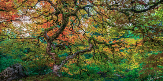 Colorful autumn tree with a vibrant green background