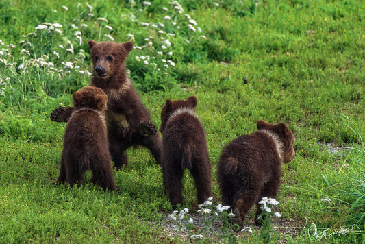 Four Brown bear cubs in a grassy field with wildflowers