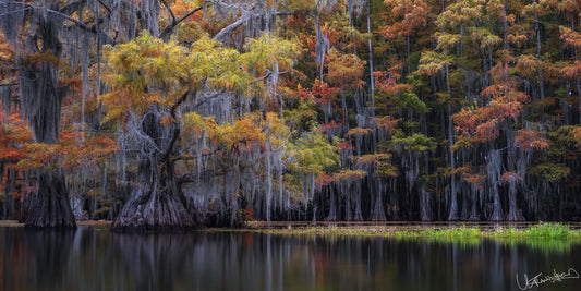 Autumnal trees with Spanish moss overhanging a calm body of water.
