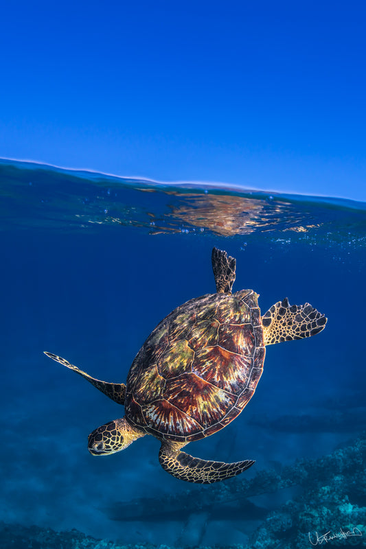 An underwater fine art print of a turtle with a clean shell, swimming in blue water.