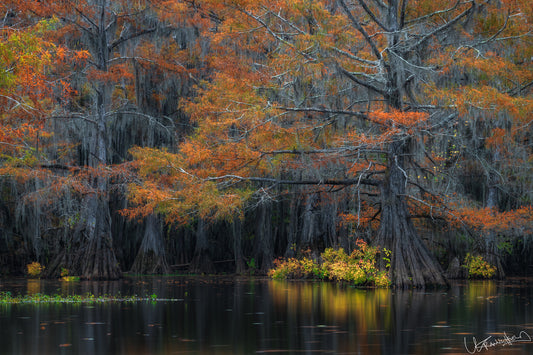 Autumnal trees with orange and green leaves reflected in a calm body of water.