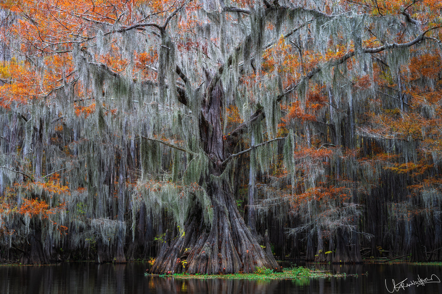 Mature tree with Spanish moss in an autumn setting by a body of water.