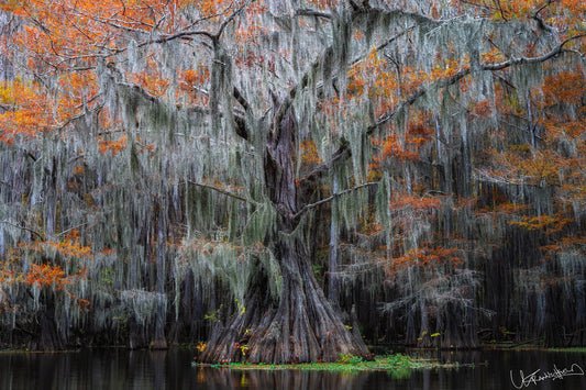 Mature tree with Spanish moss in an autumn setting by a body of water.