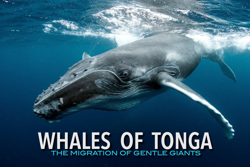 Whales of Tonga: September 2-9, 2027