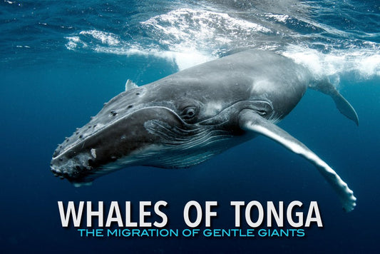 Whales of Tonga: August 2026 trip 1