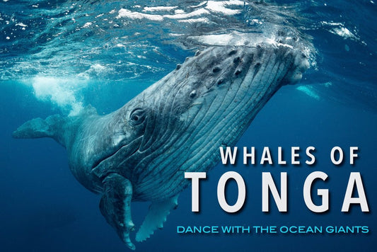 Whales of Tonga: September 20-27, 2027