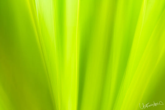 Close-up of a bright green leaf with a blurred background