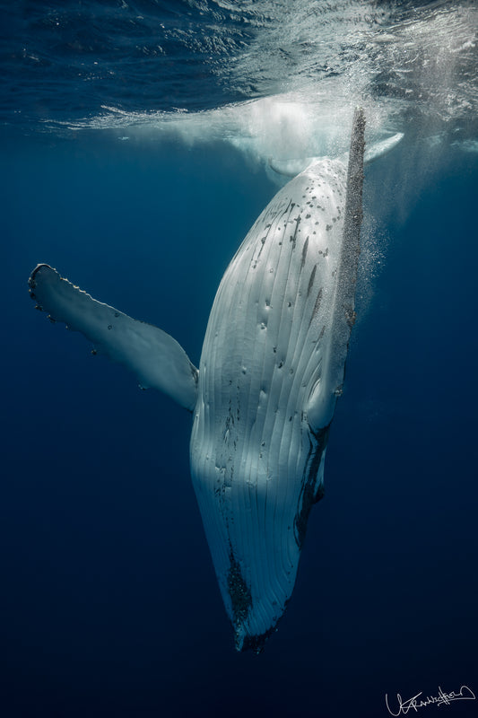 Whale underwater with blue water background