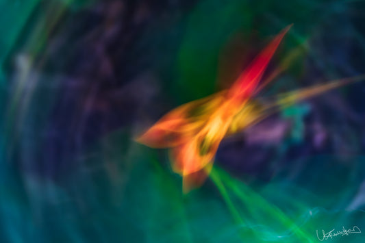 Abstract colorful flower with blurred background