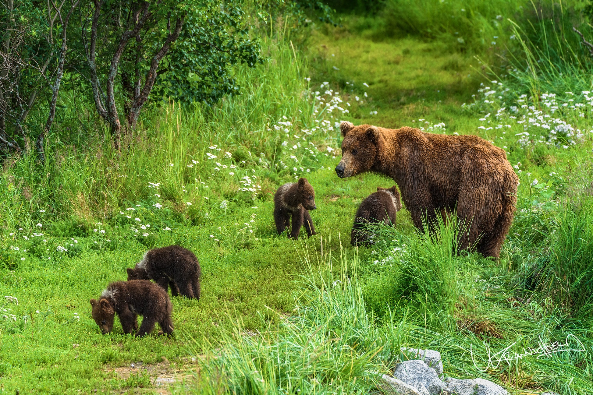 Brown bear with cubs in a grassy field with wildflowers