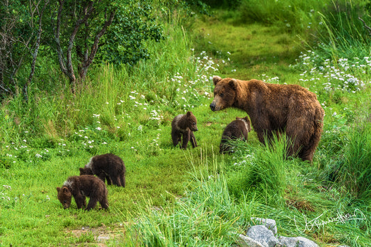 Brown bear with cubs in a grassy field with wildflowers