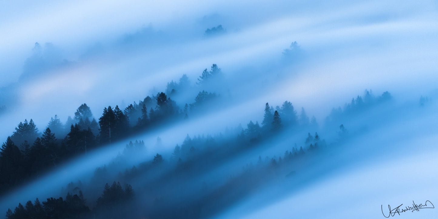 Misty forest landscape with blue tones
