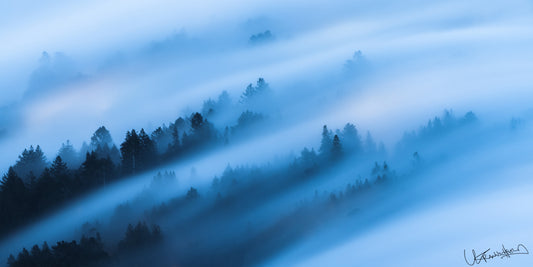 Misty forest landscape with blue tones