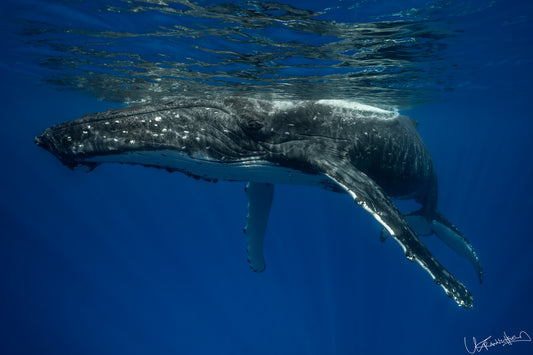 Humpback whale underwater in clear blue water
