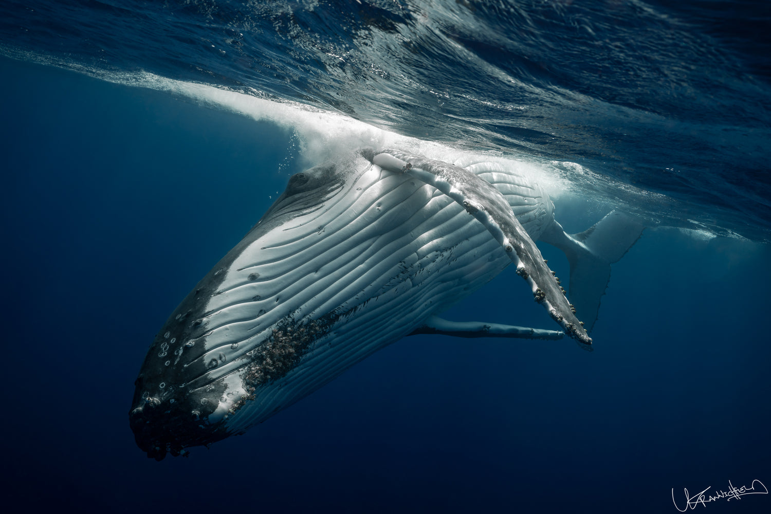 Very close Humpback Whale underwater with blue ocean background
