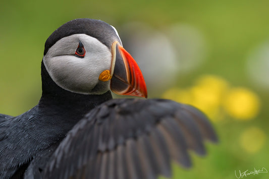 Close-up of a puffin with a blurred natural background