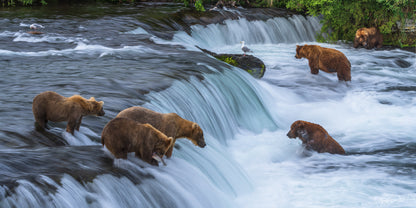 Brown bears at Brooks Falls in Katmai National Park