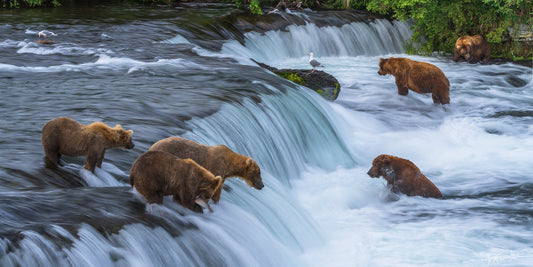 Brown bears at Brooks Falls in Katmai National Park